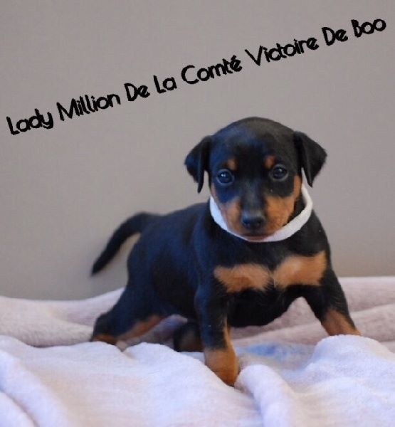 Lady million De La Comte Victoire De Boo