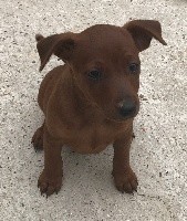 Nevis De La Comté Victoire De Boo 